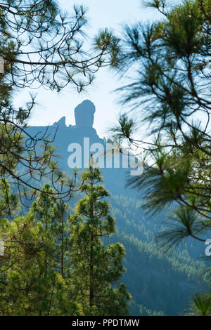 Le pin canarien, Roque Nublo, montagne sacrée Tirajana ravin, Gran Canaria Island, les îles Canaries, Espagne, Europe Banque D'Images