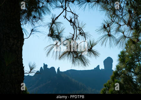 Le pin canarien, Roque Nublo, montagne sacrée Tirajana ravin, Gran Canaria Island, les îles Canaries, Espagne, Europe Banque D'Images