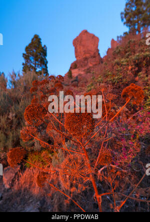 Roque Nublo, montagne sacrée Tirajana ravin, Gran Canaria Island, les îles Canaries, Espagne, Europe Banque D'Images