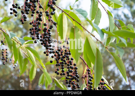 Une brindille de bird cherry avec de nombreux petits fruits noirs mûrs et de feuilles vertes Banque D'Images