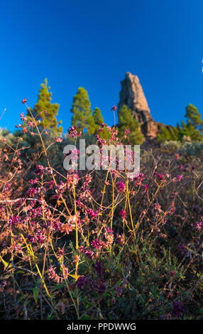 Roque Nublo, montagne sacrée Tirajana ravin, Gran Canaria Island, les îles Canaries, Espagne, Europe Banque D'Images