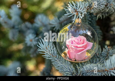 Fleur rose de Noël éternel préservé (roses) dans le globe de verre suspendus dans le sapin Banque D'Images