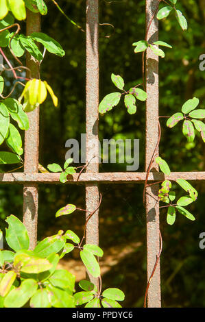 Vue à travers une grille de fer à lumière pommelé qui tombe sur un sentier secret. Banque D'Images