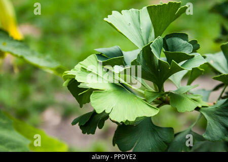 Feuilles vertes de médecine herb ginkgo biloba Banque D'Images