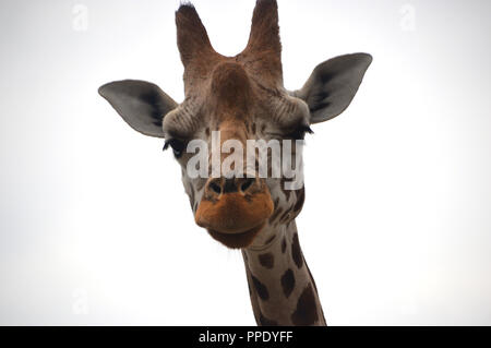 Close up de la tête et du visage d'un Rothschild Girafe (Giraffa camelopardalis rothschildi) dans son enclos au Zoo de Chester. Banque D'Images