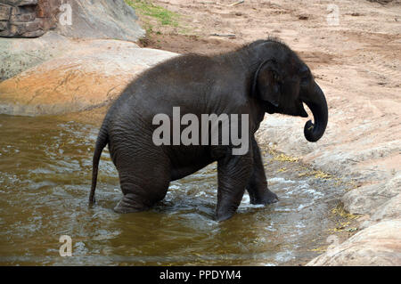 Les jeunes de l'éléphant d'Asie (Elephas maximus) marcher hors de la piscine dans son enclos au Zoo de Chester. Banque D'Images