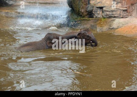 Deux jeunes éléphants d'Asie (Elephas maximus) jouant dans la piscine près d'une chute dans son enclos au Zoo de Chester. Banque D'Images