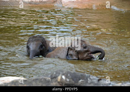 Deux jeunes éléphants d'Asie (Elephas maximus) jouant dans la piscine près d'une chute dans son enclos au Zoo de Chester. Banque D'Images