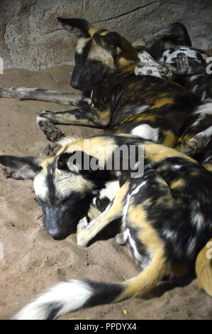Une paire de chiens peints d'Afrique (Lycaon pictus) recroquevillé endormi là enclos au Zoo de Chester. Banque D'Images