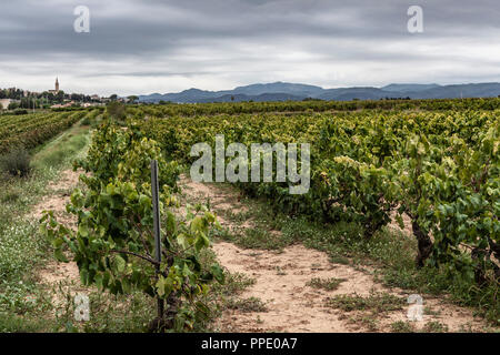 Paysage avec des vignobles de Penedes wine region cava,Catalogne,Espagne. Banque D'Images