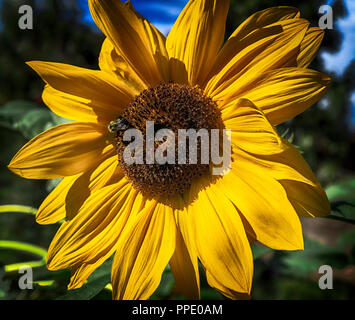 Tournesol HDR Kelowna BC Canada Banque D'Images