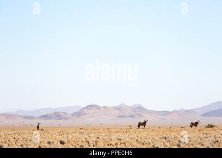 L'antilope oryx sec en paysage africain, montagnes en arrière-plan Banque D'Images