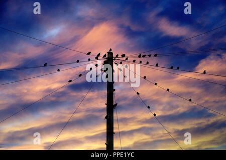 Troupeau d'étourneaux perchés sur un poteau télégraphique contre un ciel coucher de moody UK Banque D'Images