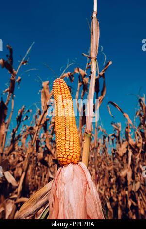 Des épis de maïs en champ cultivé Banque D'Images