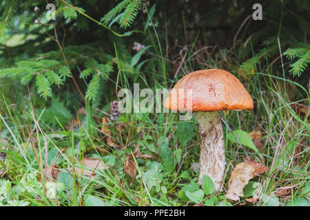 Poing rouge Noble se développe sous l'arbre dans la forêt au début de l'automne Banque D'Images