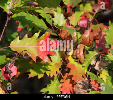 Chêne (Quercus rubra) à feuilles à l'automne forêt à jour sun nice Banque D'Images