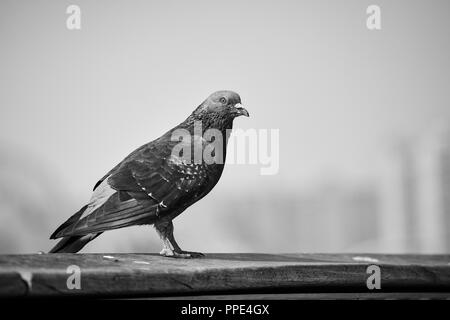 Photo noir et blanc d'un pigeon dans une ville, selective focus sur un œil. Banque D'Images