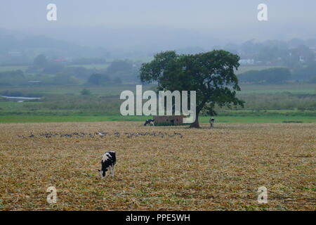 En terres agricoles dans la vallée d'Ax de Devon Banque D'Images