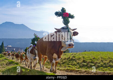 Les agriculteurs des vaches et génisses d'entraînement orné d'Fuikln (coiffure) au cours de l'Almabtrieb (transport de bétail) sur l'Stoisseralm Teisenberg sur - - Inzell / Colère, Berchtesgadener Land, Rupertiwinkel. Banque D'Images