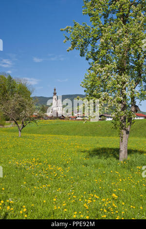 Le village de la colère dans la floraison de fleurs de printemps pear tree au premier plan. Les 'plus beaux village de mon royaume,' comme il a été appelé par le roi Louis, avec le Hochstaufen et Zwiesel en arrière-plan, Berchtesgaden-campagne, Haute-Bavière, Rupertiwinkel. Banque D'Images