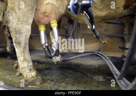 La traite moderne : les vaches sont connectés à une machine à traire pour être traites. Huit animaux peuvent être traites en même temps à la ferme de la famille Meitinger. Banque D'Images