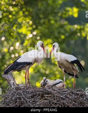 Cigogne Blanche (Ciconia ciconia) couple standing on nest avec deux poussins, Bade-Wurtemberg, Allemagne | utilisée dans le monde entier Banque D'Images