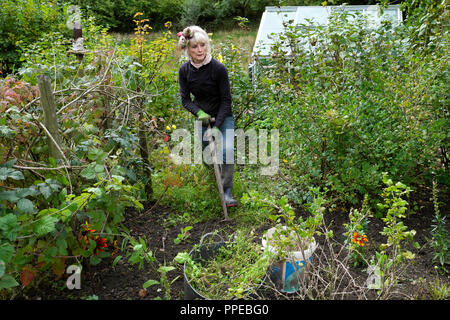 74 ans mature woman weeding fruits de buissons et de creuser le sol dans un jardin de légumes et de fleurs en automne Septembre Grande-bretagne UK KATHY DEWITT Banque D'Images