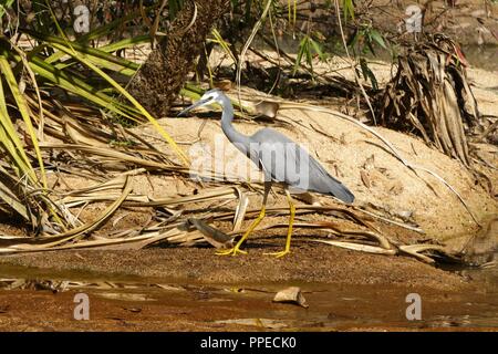 Aigrette à face blanche (Egretta novaehollandiae) Ardeidae sur bord de l'eau dans le monde d'utilisation | Banque D'Images