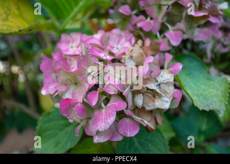 Hortensia fané dans un jardin en automne Banque D'Images