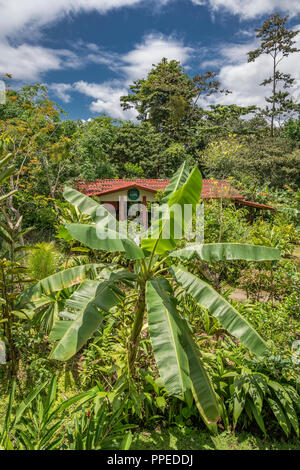 Forêt tropicale, parc national de Corcovado, péninsule d'Osa, au Costa Rica Banque D'Images