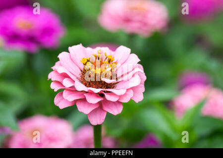 Gros plan d'un Zinnia géant Dahlia fleuri mélangé fleuri dans un jardin d'été, Angleterre, Royaume-Uni Banque D'Images