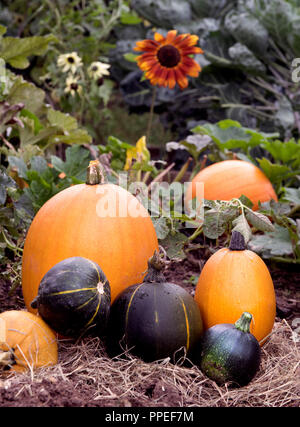 Les citrouilles et courgettes avec des tournesols sur un être à la fin de l'été UK Banque D'Images