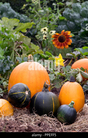 Les citrouilles et courgettes avec des tournesols sur un être à la fin de l'été UK Banque D'Images