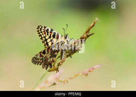 L'Espagnol festoon, papillon, Zerynthia rumina, bronzage, Andalousie, espagne. Banque D'Images