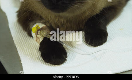 Chat Avec Une Perfusion Intraveineuse En Perfusion Un Veterinaire A La Clinique Chat Avec Catheter Iv Canule Veine En Prenant L Infusion Photo Stock Alamy