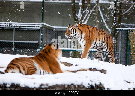 Tigres de Sibérie dans le Zoo Tierpark Hellabrunn de Munich. Banque D'Images