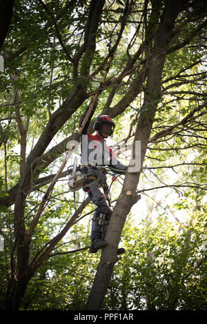 L'homme grimpe sur un arbre. L'homme porte des vêtements de l'équipement de sécurité Banque D'Images