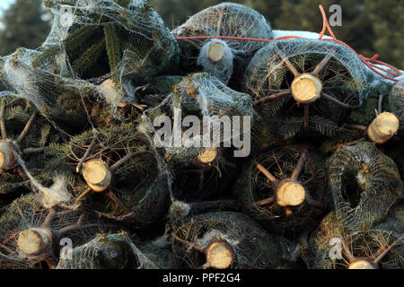 Plantation d'arbres de Noël en Turkenfeld, Allemagne. Les arbres de Noël enveloppé de tranportation Banque D'Images