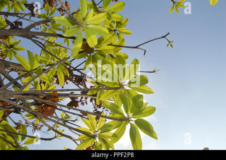 Arbre vert ,quitte ,BD ,magnifique arbre Banque D'Images