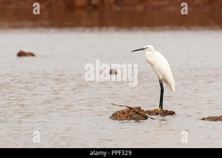 Le dirigeant d'une aigrette garzette (Egretta garzetta), en plumage nuptial, d'alimentation ou la chasse à un lac à Goa, Inde Banque D'Images