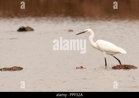 Le dirigeant d'une aigrette garzette (Egretta garzetta), en plumage nuptial, d'alimentation ou la chasse à un lac à Goa, Inde Banque D'Images