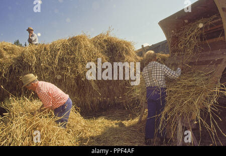 Dans la cour de la ferme Musée la machine à vapeur actionne le panier pour le battage battage à vapeur traditionnel, le grain battu est recueilli dans des sacs et est prêt à être transportés - Kirchanschoering Banque D'Images