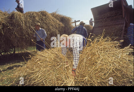 Dans la cour de la ferme Musée la machine à vapeur actionne le panier pour le battage battage à vapeur traditionnel, le grain battu est recueilli dans des sacs et est prêt à être transportés - Kirchanschoering Banque D'Images