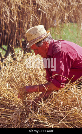 Dans la cour de la ferme Musée la machine à vapeur actionne le panier pour le battage battage à vapeur traditionnel, le grain battu est recueilli dans des sacs et est prêt à être transportés - Kirchanschoering Banque D'Images