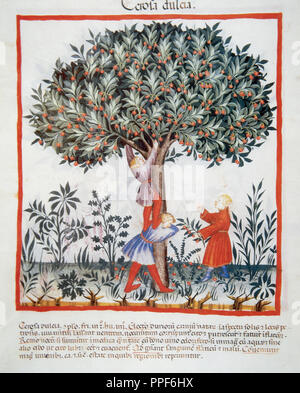 Tacuinum Sanitatis. Santé médiévale Manuel, datée d'avant 1400, la base d'observations d'ordre médical détaillant les aspects les plus importants d'aliments, de boissons et de l'habillement. Cueillir les cerises. Miniature. Fol 11v. Banque D'Images