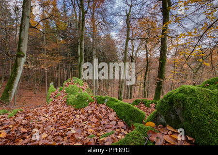 La coloration du feuillage en forêt de feuillus et des roches couvertes de mousses en automne Banque D'Images