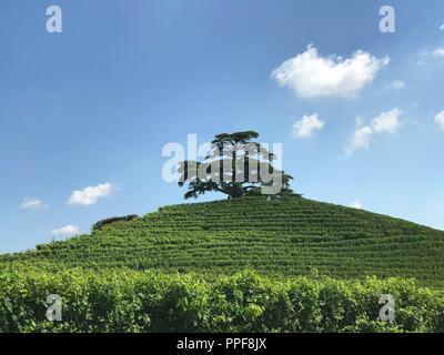 En haut de la colline Monfalletto se trouve un cèdre du Liban. L'arbre a été planté par Costanzo Falletti di Rodello et Eulalia Della Chiesa di Cervignasco en mémoire de leur mariage célébré en 1856 et comme un symbole de leur amour pour la terre. Dans le monde d'utilisation | Banque D'Images