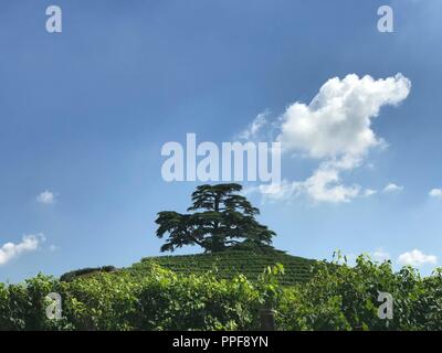 En haut de la colline Monfalletto se trouve un cèdre du Liban. L'arbre a été planté par Costanzo Falletti di Rodello et Eulalia Della Chiesa di Cervignasco en mémoire de leur mariage célébré en 1856 et comme un symbole de leur amour pour la terre. Dans le monde d'utilisation | Banque D'Images