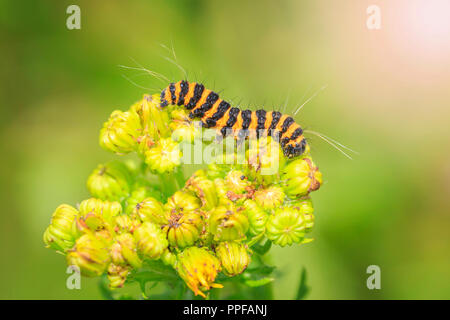 Les chenilles sont larvea cinabre cinabre de l'espèce (la Tyrie jacobaeae). Ici trouvés se nourrir sur les fleurs jaunes (jacobaea séneçon vulgaris). Banque D'Images