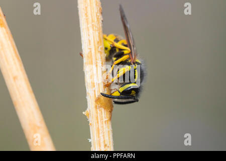 L'alimentation des insectes Wasp sur les restes sur une table de dîner dans un jardin. Cela peut être nuisible pour l'homme. Banque D'Images